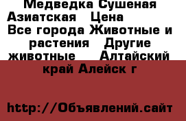 Медведка Сушеная Азиатская › Цена ­ 1 400 - Все города Животные и растения » Другие животные   . Алтайский край,Алейск г.